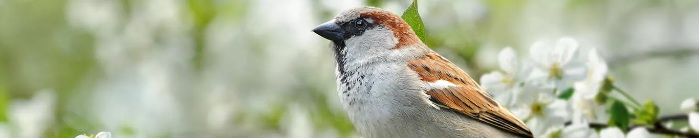 care for the birds in spring