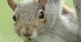 prevent squirrels eating bird food