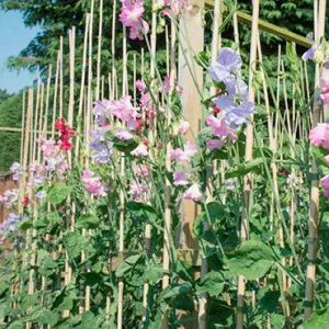 Sweet Peas grow