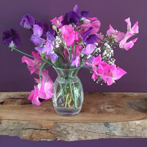 Sweet Peas grow