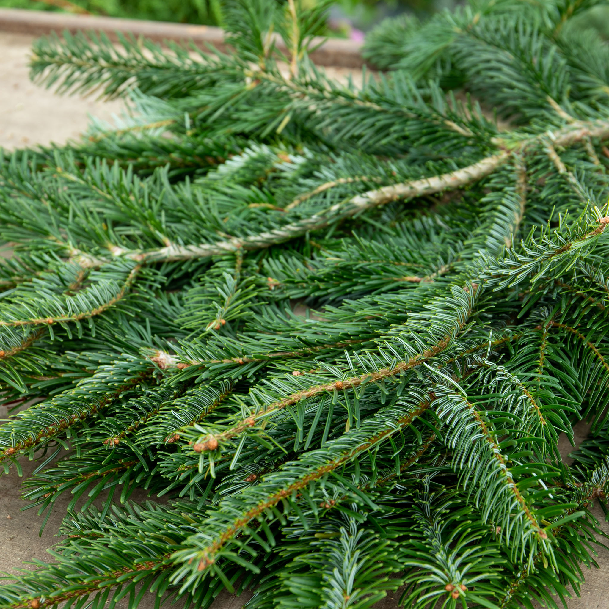 christmas wreath greenery