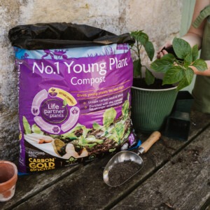 Westland John Innes Peat Free No.1 Young Plant Compost planting up
