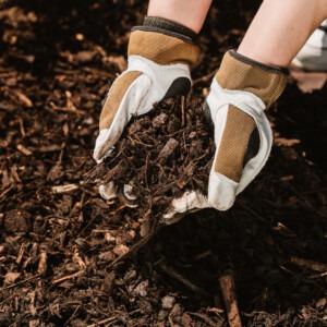 westland landscape bark in hands in border