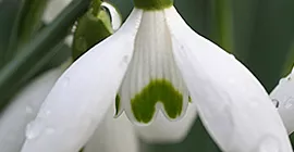 How to Grow Snowdrops