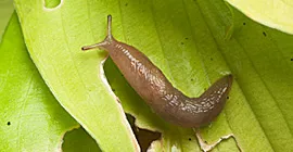 A Slug Control Product for Every Gardener