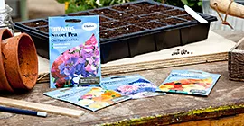 How to Sow Flower Seeds