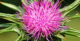 Thistle (common)