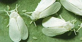 How to Prevent and Control Whiteflies