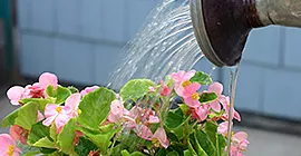 Feeding & Watering Pots & Containers