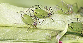 Aphids