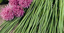 How to Grow Chives