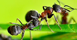 Ants