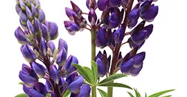 How to Grow Lupins