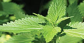 Nettle (common)