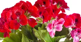 How to Grow Geraniums