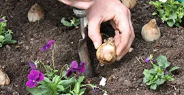 Compost for Planting Bulbs