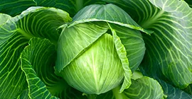 How to Grow Cabbages