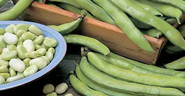 How To Grow Broad Beans