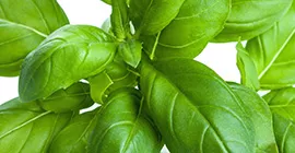 How to Grow Basil