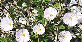 Bindweed