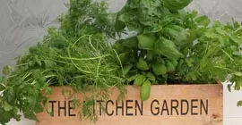 How to Grow Herbs