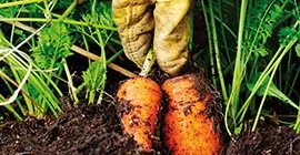 Compost for Fruit & Vegetables