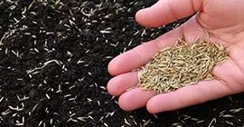 How to use Lawn Seed