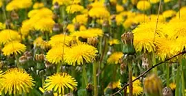 Different Types of Weeds