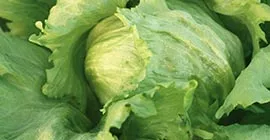 How to Grow Lettuce