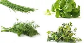 Top 5 Herbs to Grow