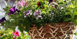 How to Create a Hanging Basket