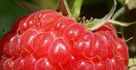 How to Grow Raspberries