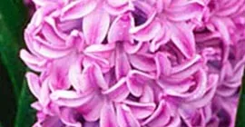 How to Grow Hyacinths