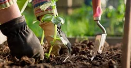 How to plant out vegetable plants