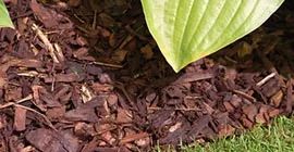 How to apply a bark mulch