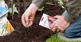 How to sow vegetable seeds