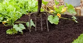 How to Create a Fruit & Vegetable Garden