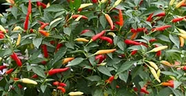 How to Grow Chillies