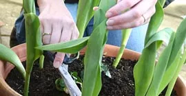 How to Grow Bulbs in Containers