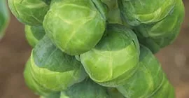 How to Grow Brussels Sprouts