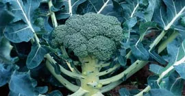 How to Grow Broccoli