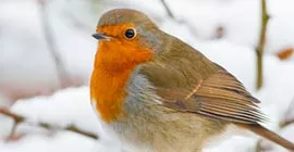 Feeding and Caring for Birds in Winter