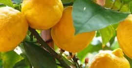 How to Grow Citrus Trees