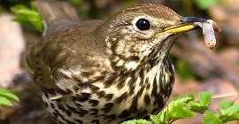 Bird Guide: Song Thrush