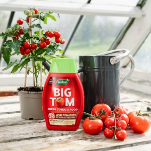 big tom tomato food