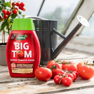 big tom tomato food