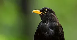 Bird Guide: Blackbird
