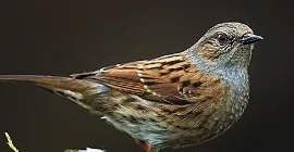 Bird Guide: Dunnock