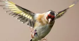 Bird Guide: Goldfinch
