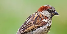 Bird Guide: House Sparrow